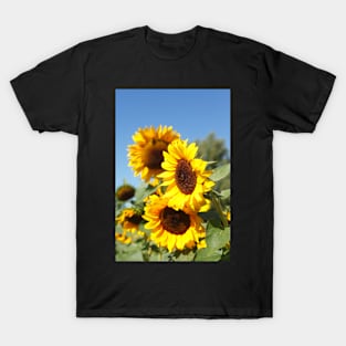 Sunflower, sunflower, (Helianthus annuus) T-Shirt